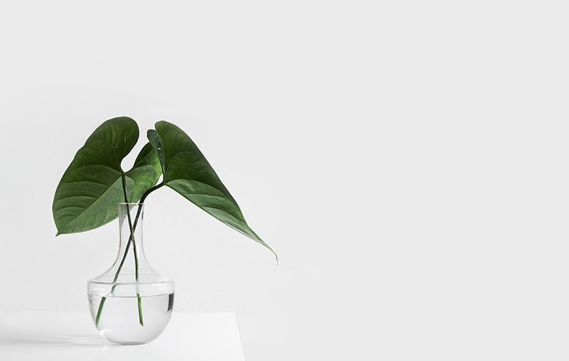 A green plant in a glass vase